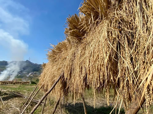 ハズで天日干し