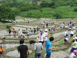 総勢500名で田植え作業