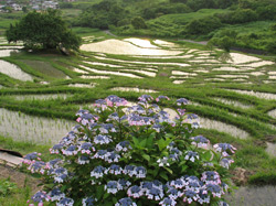 2008年の紫陽花（あじさい）