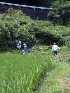 菖蒲の草取り