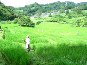 真夏の草刈り