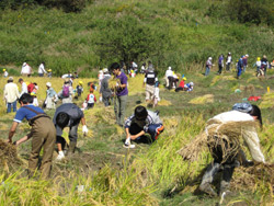 本日、稲刈り無事に終了