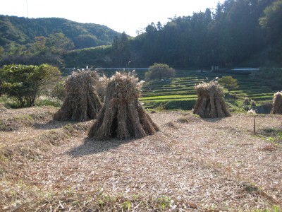 草刈りの始まった　せんがまち