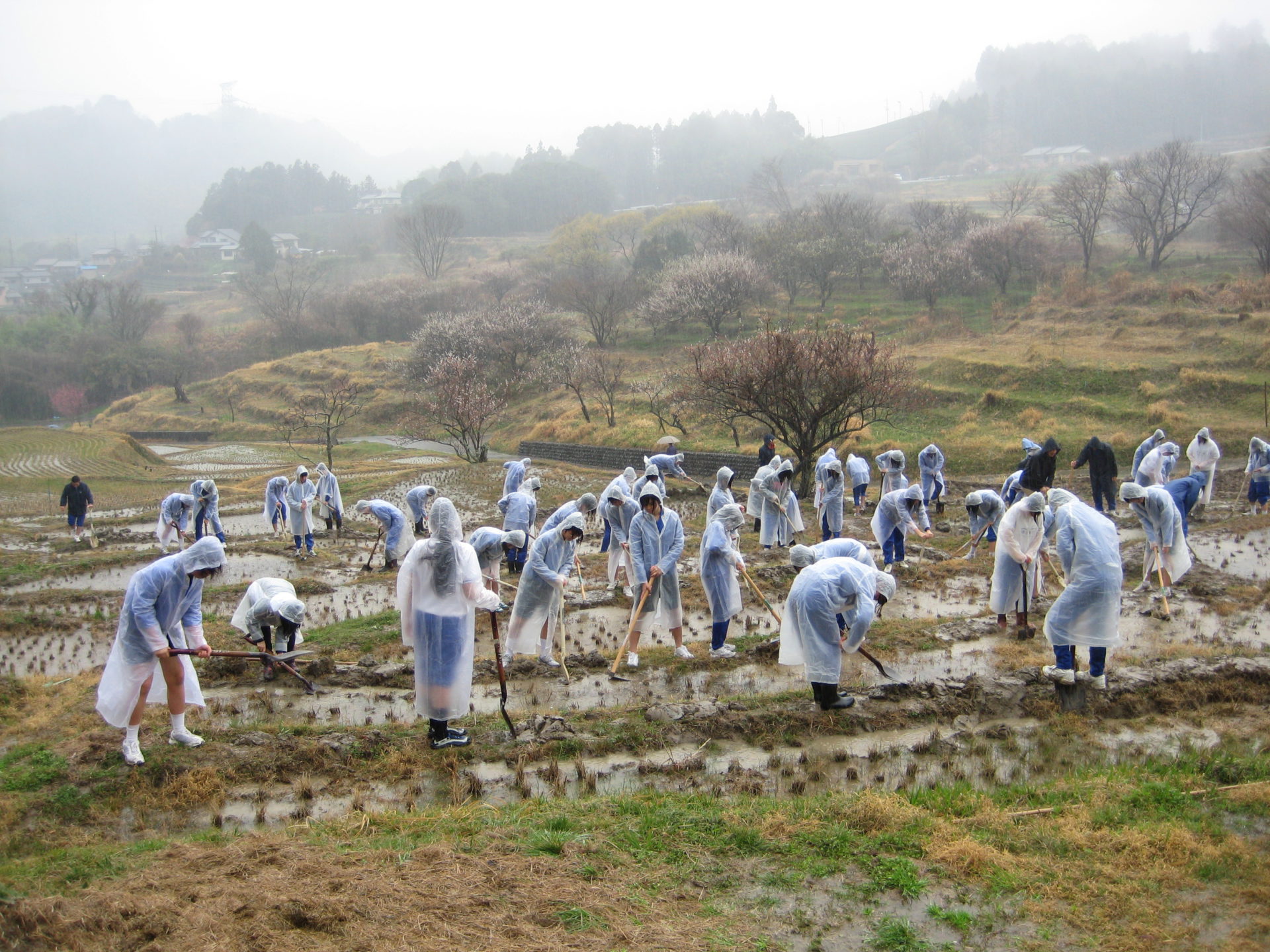 Img 165常葉菊川中雨の中の作業 棚田ブログ 静岡県菊川市上倉沢