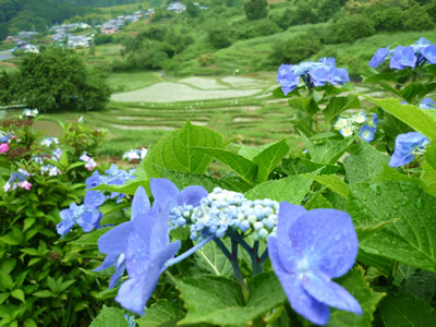 棚田と紫陽花