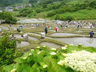 せんがまちの田植え