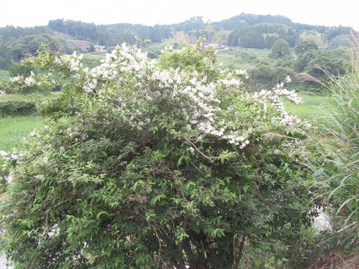 ウツギ 卯の花 棚田ブログ 静岡県菊川市上倉沢