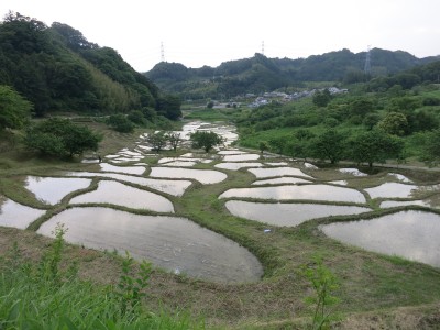 IMG_5397田植え後の棚田