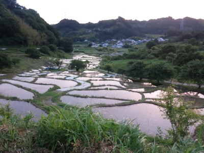 あぜ道アート が終わりました 棚田ブログ 静岡県菊川市上倉沢