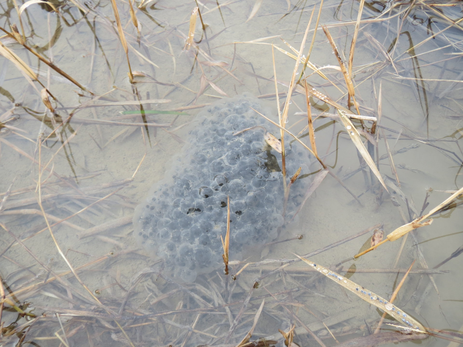 ニホンアカガエル産卵が始まりました。 ｜ 棚田ブログ・静岡県菊川市上倉沢